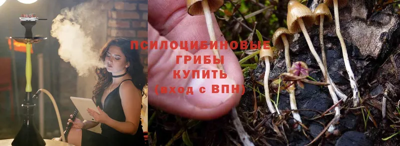 Псилоцибиновые грибы Psilocybine cubensis  Данков 